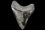 Serrated, Fossil Megalodon Tooth - Nice Color #108846-2